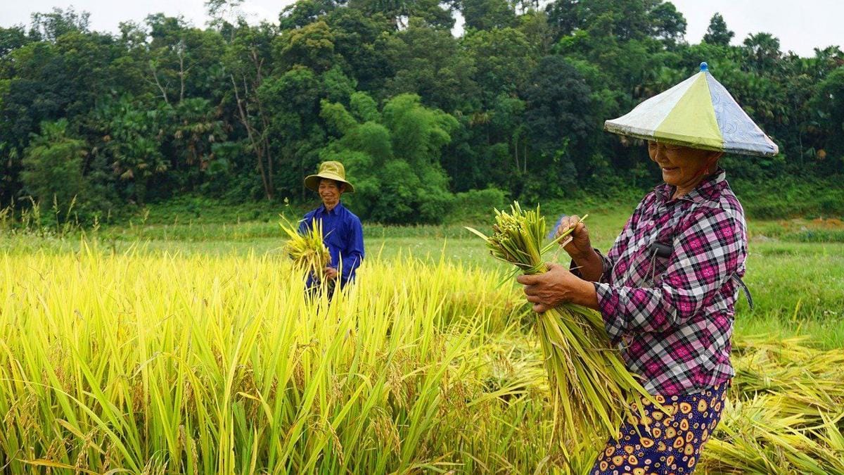 Sawah dan Petani. (Pixabay)