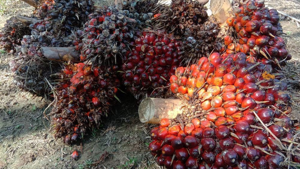 Shutterstock/Lobsarts