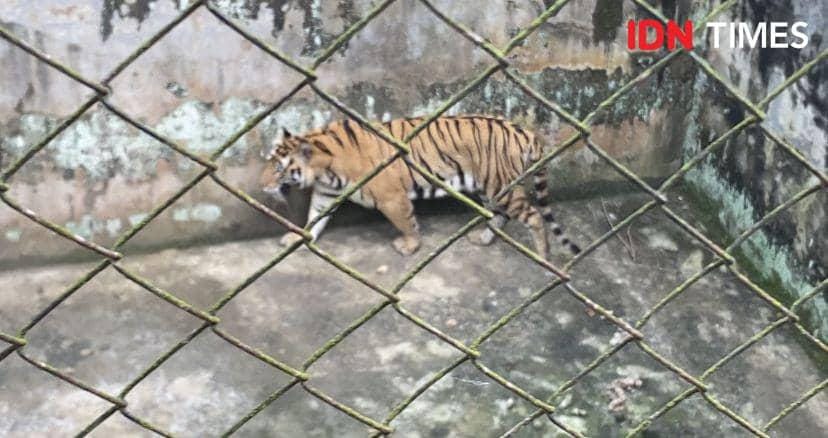 Linimasa Kematian Satwa Medan Zoo, dari Harimau hingga Orangutan